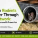 Rodents Enter Through Ductwork